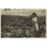 Graine de choux.
