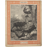 Daim et chat sauvage - Histoire naturelle n°18.