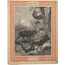 Daim et chat sauvage - Histoire naturelle n°18.