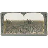 Cultivating a Field of Beets in Colorado.