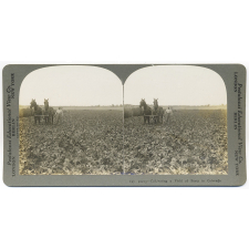 Cultivating a Field of Beets in Colorado.