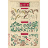 Planche japonaise de botanique. 