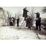 Ecole Normale d'instituteurs du Puy - Taille des arbres fruitiers (10 février 1899). 