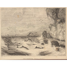 The porpoise (Delphinus Phocœna).