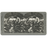 Florida Tobacco, U.S.A.