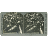 Grape Fruit, Palm Beach, Fla., U.S.A.
