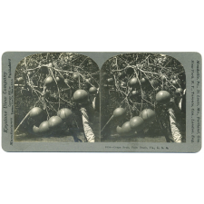 Grape Fruit, Palm Beach, Fla., U.S.A.