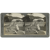 Drying Cocoa in the Best Way - Under the Sun, Dominica, B.W.I.
