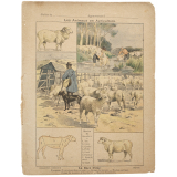 La Race ovine 