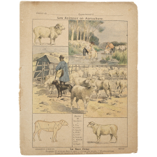 La Race ovine