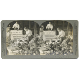 Boxing Pineapples for Shipping, Fla., U.S.A. 