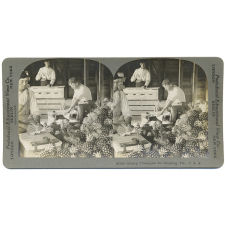 Boxing Pineapples for Shipping, Fla., U.S.A. 