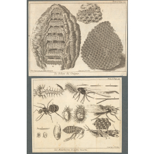 Le dedans du guépier. Les moucherons et autres insectes.
