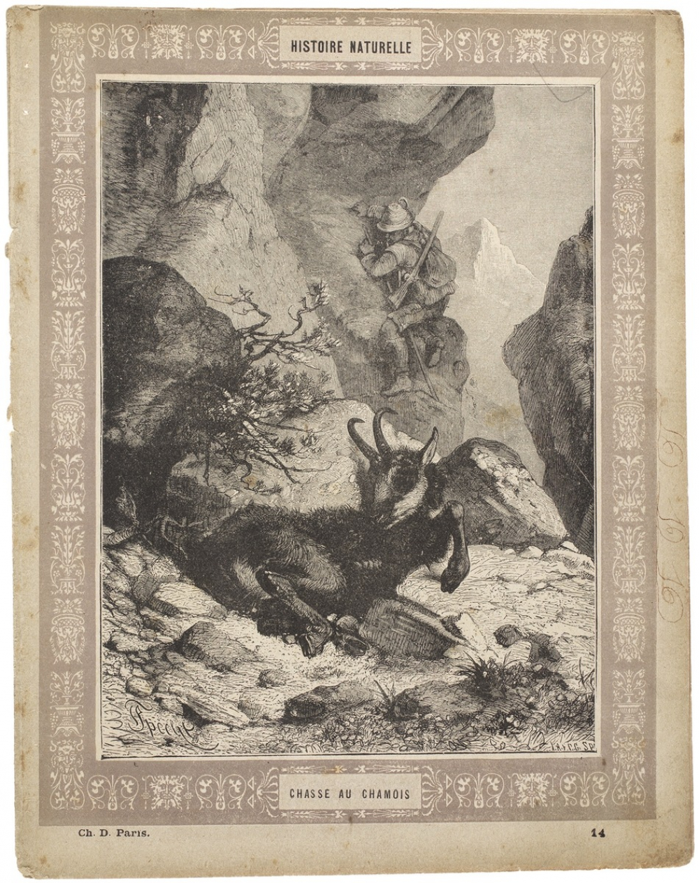Chasse au chamois - Histoire naturelle n°14.