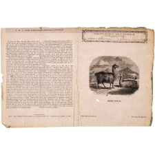Alpacas ou Pacos - Histoire naturelle n°54.