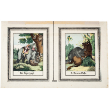 Der bär und der Büffel - Die Tigerjagd.