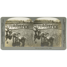Rice Planters at Work, Japan.