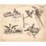 Les nids d'oiseaux.