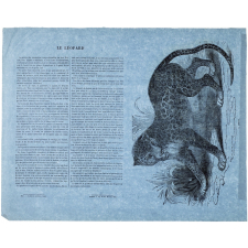 Le Léopard.
