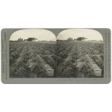 Potato Patch, Truck Farming, near Buffalo, N.Y., U.S.A.
