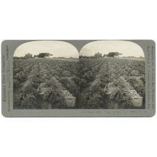 Potato Patch, Truck Farming, near Buffalo, N.Y., U.S.A.
