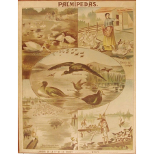 Tableau mural. Palmipedas.