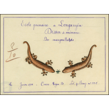 Cochinchine/Dessin de mémoire : des margouillats.