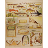 Tableau mural. Piscicultura.
