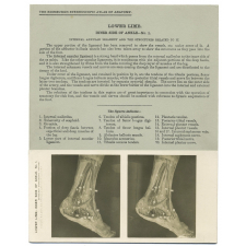 233. Internal Annular Ligament. The Edinburgh Stereoscopic Atlas of Anatomy. Lower limb. Inner side of ankle - N°1.
