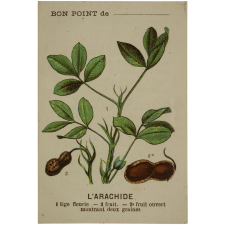 Les plantes