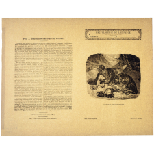Les Chiens du Mont Saint-Bernard - Histoire naturelle n°13.