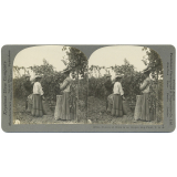Pickers at work in an Oregon Hop Field, U.S.A.