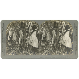Pickaninnles' Candy Store, St. Kitts, B.W.I.