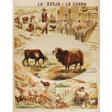 Tableau mural. La oveja y la cabra.