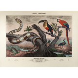 Tableau mural. America Meridionale. 