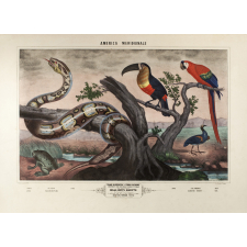Tableau mural. America Meridionale. 