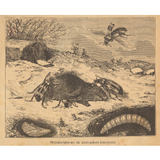 Métamorphoses du nécrophore fossoyeur.