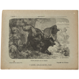 Bœufs attaqués par un jaguar - Histoire naturelle n°52.