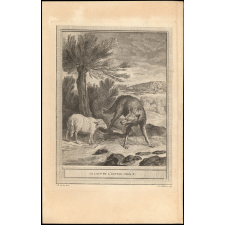 Fable de La Fontaine. Le loup et l'agneau. Fable X.