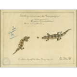 Cochinchine/Dessin d'imitation : des margouillats.