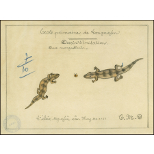 Cochinchine/Dessin d'imitation : des margouillats.