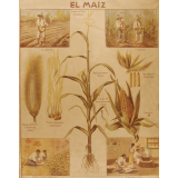 Tableau mural. El maiz.
