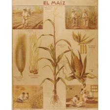Tableau mural. El maiz.