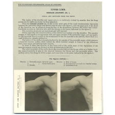 118. Shoulder from the front. The Edinburgh Stereoscopic Atlas of Anatomy. Upper limb. Surface anatomy - N°1.