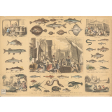 Les poissons de table.