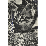 Chat. 