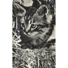 Chat. 
