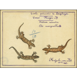 Cochinchine/Dessin de mémoire : des margouillats.