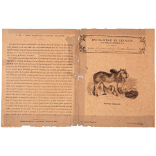 Taureau brahmine - Histoire naturelle n°69. 
