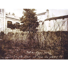 Jardin de l'école : Pois en pleine terre. Les plus élevés ont reçu du plâtre.
